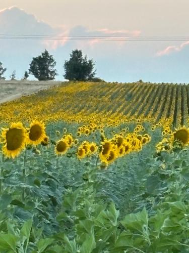 a field of sunflowers in the middle of a field at Casa rural ‘’La Nuestra’’ in Bercimuel