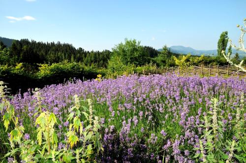 a field of purple flowers in front of a fence at Sulamith Ferienhaus mit Garten in Sankt Kathrein am Offenegg