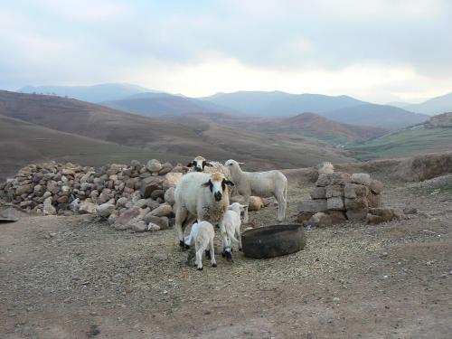 a group of sheep standing on top of a mountain at Tigmi Nomade in Tahannout