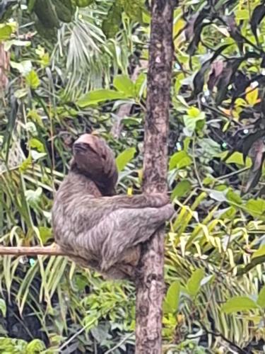 a bird sitting on the side of a tree at Guapote Lodge in Tigra