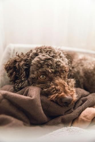 a dog laying on top of a blanket at Foxglove Lodge in New Quay