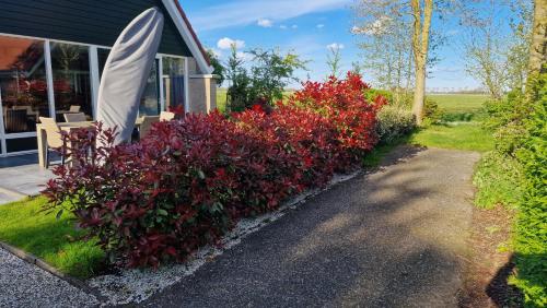 a row of red bushes in front of a house at Ferienhaus Weitblick in Sint Maarten
