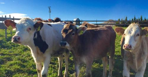 a group of cows standing in a field at Alpenrose Appartements in Nesselwang
