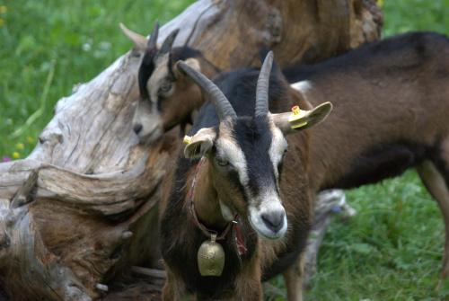 a group of goats standing next to a log at Alpenrose Appartements in Nesselwang