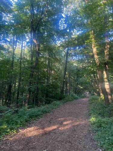 a dirt road in a wooded area with trees at Smeštaj Vrhovac in Vrdnik