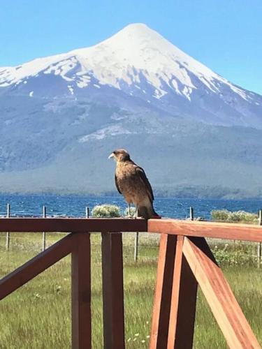 a bird sitting on a fence with a mountain in the background at Espectacular casa orilla de lago in Puerto Varas