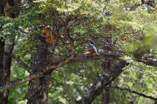 a bird sitting on top of a tree branch at Cabañas Domos May-Ling in Ensenada