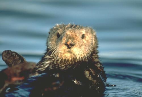 a hedgehog is sitting in the water at Monterey Bay Inn in Monterey
