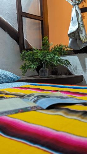 a potted plant sitting on top of a bed at Hotel Casa de Arnold in Mazatlán
