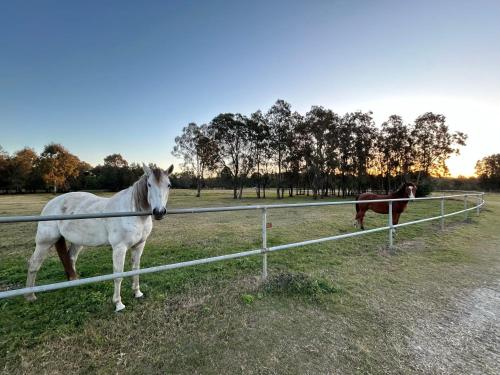 two horses standing in a field next to a fence at 7 Bedrooms 20 Mins to City 25 Acres of Green Space in Brisbane