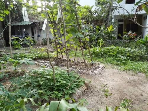 a garden with a bunch of plants in front of a house at Rooms 154 in Minuwangoda