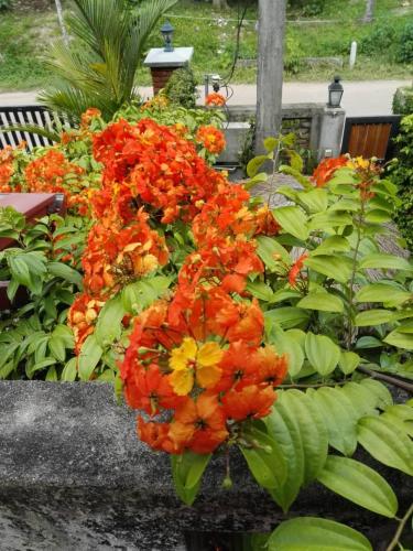 a bunch of orange flowers in a garden at Rooms 154 in Minuwangoda