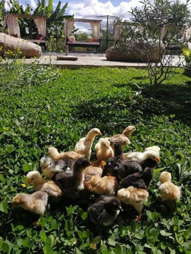 Zdjęcie z galerii obiektu Eutopia Nature w Antananarywie