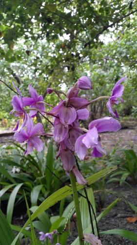 a bunch of purple flowers in a garden at Leleana Resort Kolombangara in Kolombangara Island