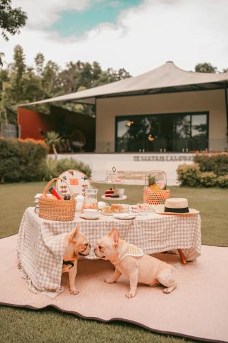 two dogs standing next to a picnic table with food at Te Mata Glamping in Nong Nam Daeng