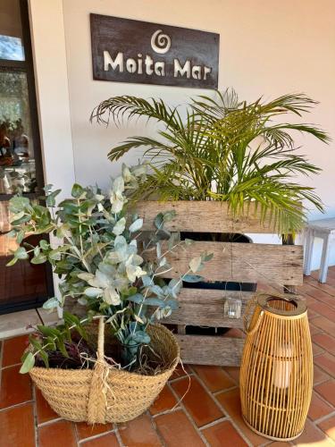 two potted plants in baskets in a store at Herdade Moita Mar - Country & Sea in Vila Nova de Milfontes