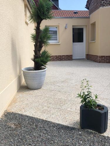 un palmier dans un pot à côté d'une maison dans l'établissement Appart Sara-Dieppe, La Perle, à Neuville-lès-Dieppe