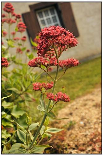 a bunch of red flowers in front of a building at Maison familiale de campagne in Brantôme