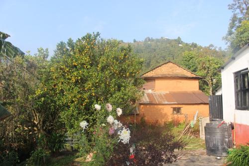 a garden with an orange tree and a building at Siddhartha Garden Ayurveda in Pokhara
