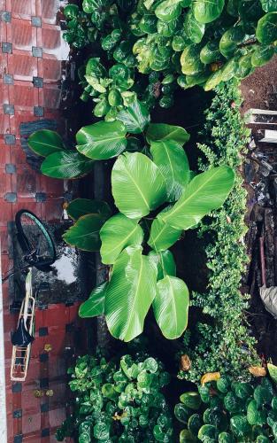 a plant with large green leaves on a wall at Paradise Inn Beach Resort in Varkala