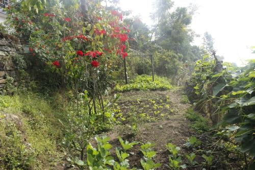 a dirt path in a garden with red flowers at Siddhartha Garden Ayurveda in Pokhara