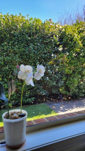 a white flower in a pot on a window sill at Bliss Stay Cosy Home 3Bedroom 2Bath in Croydon