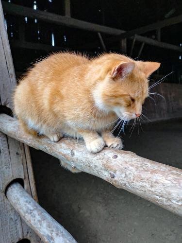an orange cat sitting on a piece of wood at Ponyhof Adam Urlaub auf dem Bauernhof in Eschlkam
