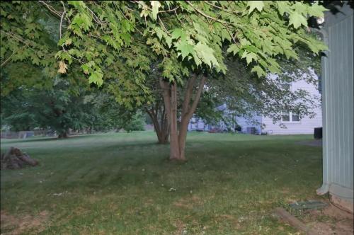 a tree in a yard next to a house at Charming Carmel Suite 8 min to Carmel Arts District in Carmel