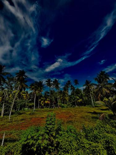 a field with palm trees and a blue sky at Fourcoock Villa in Kosgoda