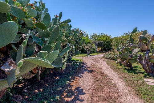 a dirt road next to a bunch of cactus at Masseria Copertini in Vernole