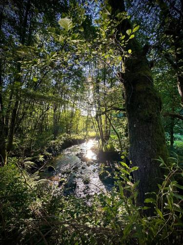 a tree in the middle of a stream in a forest at Gîte nature L'éveil de la forêt in Vitrac-sur-Montane