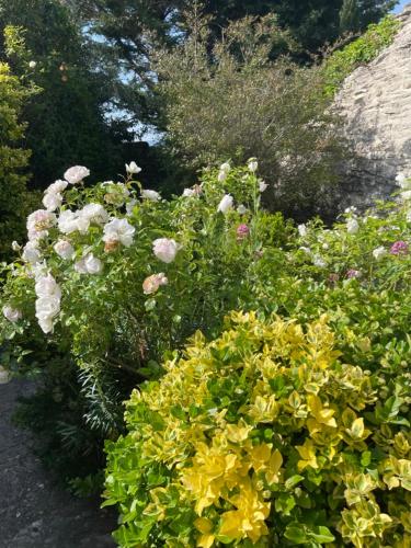 a bunch of flowers in a garden at La Borie en Provence in Gordes