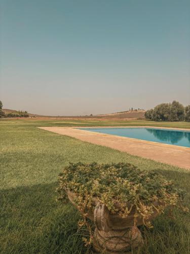 a plant in a field next to a pool of water at Domaine Golfique Lamrah - 10 Suites in Marrakech