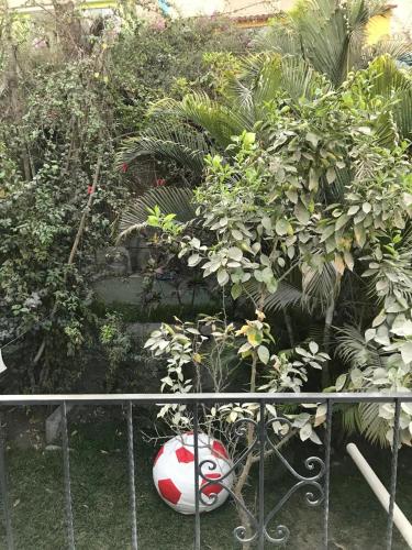 a rock sitting on the ground next to a plant at Albano apartamento 2 en casa vacacional in Mariscal Castilla