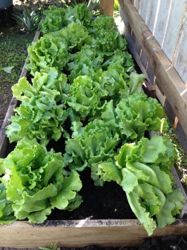 a bunch of green lettuces in a garden at Savaii Lagoon Resort in Fagamalo