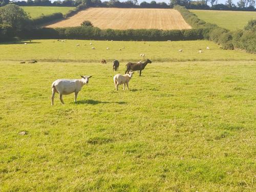 a group of animals grazing in a field of grass at Cuckoo's Nest in Barnstaple