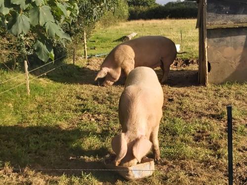 two sheep standing in the grass in a field at Cuckoo's Nest in Barnstaple