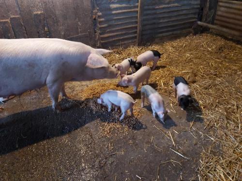 a group of pigs eating hay in a pen at Cuckoo's Nest in Barnstaple