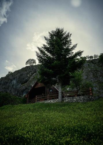 a tree in a field next to a house at Detached house Milivoje in Pošćenje