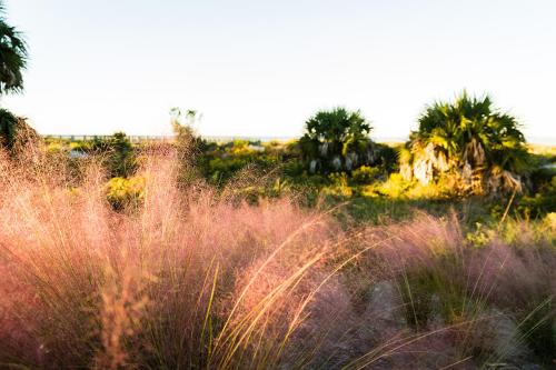 a field of tall grass with palm trees in the background at Pixies Paradise by Pristine Properties Vacation Rentals in Highland View