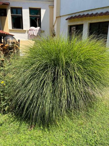 a large grass bush in front of a house at Garičkina kuća 2 in Pirot