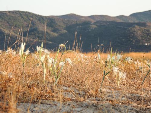 a field of tall grass with mountains in the background at B&B DomuSanna in Villaputzu