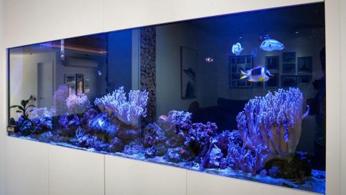 a large aquarium with blue lights in a room at Expansive Luxury Country Escape in Prebbleton