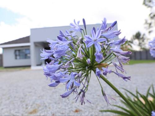 a bunch of purple flowers in a yard at Tambarara Manor & Conference Centre in Harare