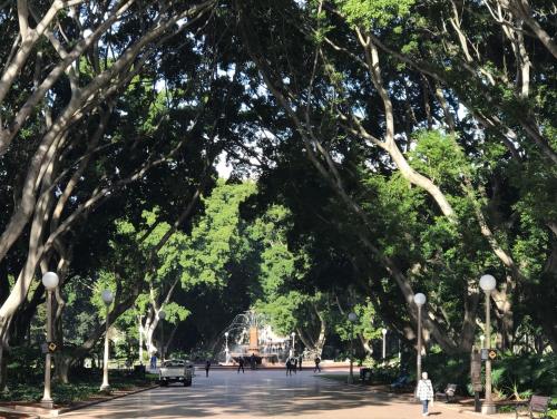 a street lined with trees in a park at Rustic Queen Room - Conveniently Located - Shared Bathroom in Sydney