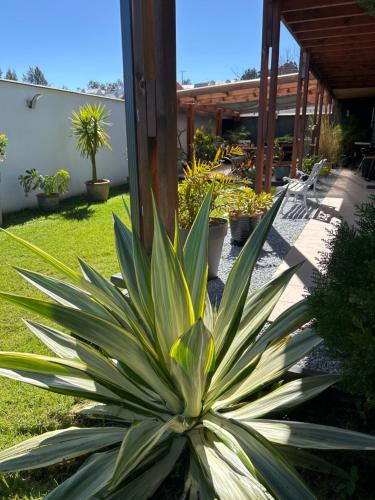 a pineapple plant in a garden next to a patio at Vulkan’O in La Plaine des Cafres