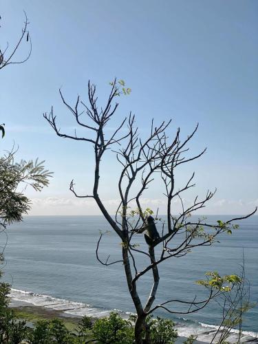 a bird sitting in a tree near the ocean at Guest House 88 Pandawa in Nusa Dua