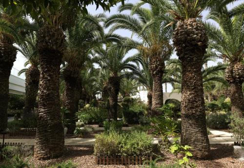 a row of palm trees in a garden at The GrandResort - Limited Edition by Leonardo Hotels in Limassol