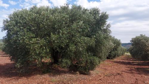 a row of olive trees in a field at Escale au Salagou in Le Bosc