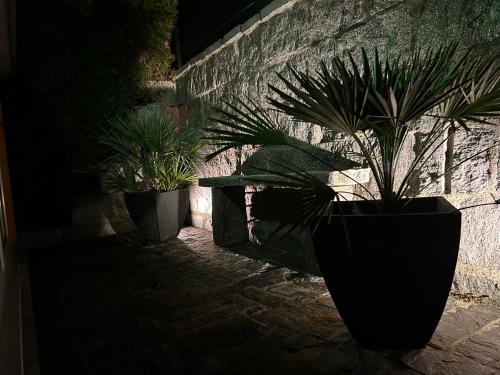 three potted plants sitting in front of a brick wall at Residenza San Remy in Unterkulm